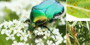 Photo: Battles of the Bugs